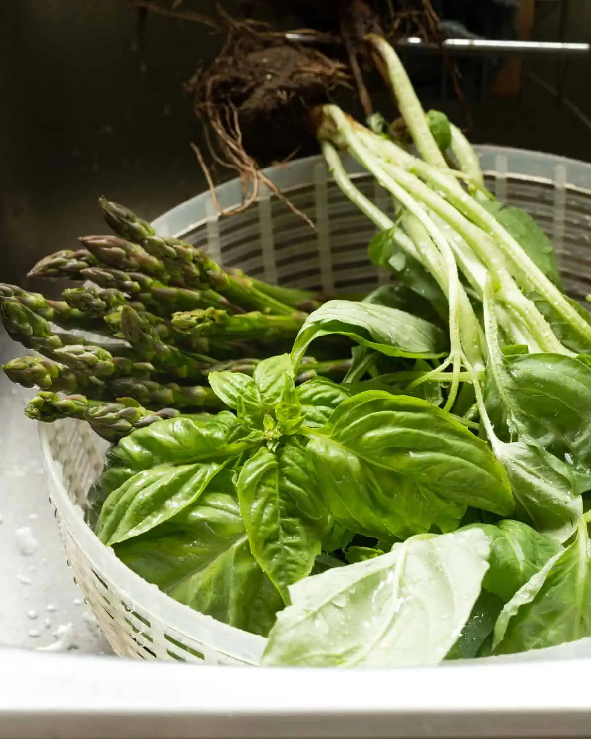 Fresh basil and asparagus in a strainer being washed.